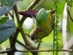Blood-Eared Parakeet photo 1