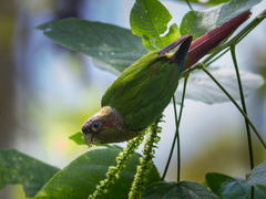 Blood-Eared Parakeet photo 2