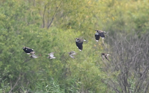 iNaturalist image