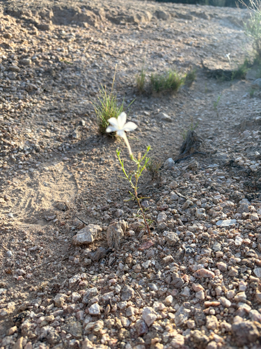 Flaxflowered Ipomopsis