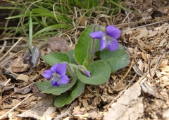 Viola fimbriatula