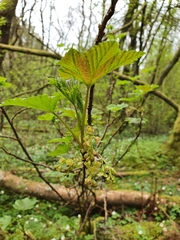 Ribes spicatum