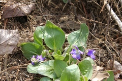 Viola fimbriatula
