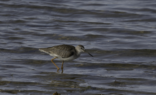 iNaturalist image