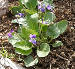 Viola fimbriatula