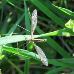 Tipula lateralis