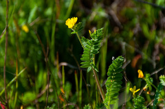 Ornithopus compressus