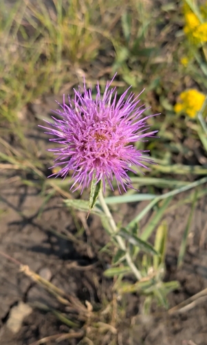 wavyleaf thistle