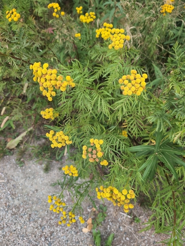 Common Tansy