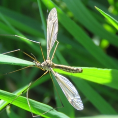 Tipula lateralis