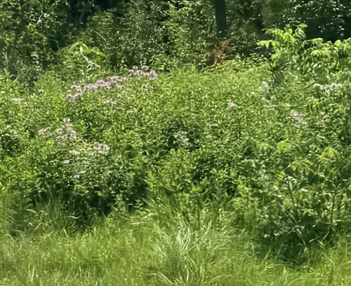 wild bergamot