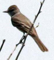 Myiarchus cinerascens