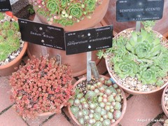 Sempervivum vicentei