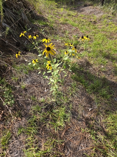 Rudbeckia mollis
