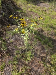 Rudbeckia mollis