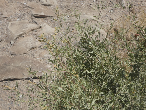 Fourwing Saltbush