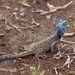 Bill's Tree Agama - Photo (c) Manuel Schwarz, some rights reserved (CC BY), uploaded by Manuel Schwarz