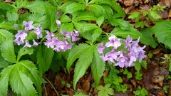 Cardamine pentaphyllos