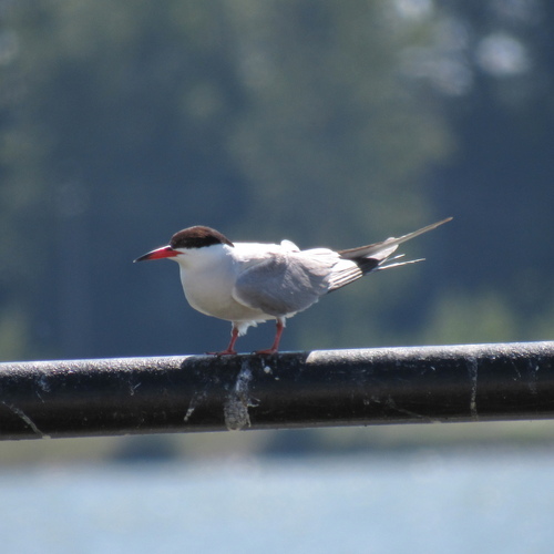iNaturalist: (c) RomanTsynda, some rights reserved (CC BY-NC), uploaded by RomanTsynda iNaturalist image
