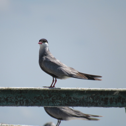 iNaturalist image