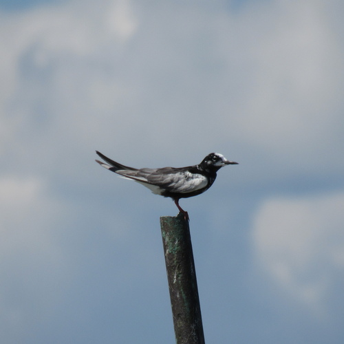 iNaturalist image