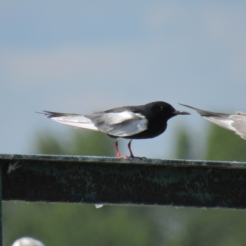 iNaturalist image