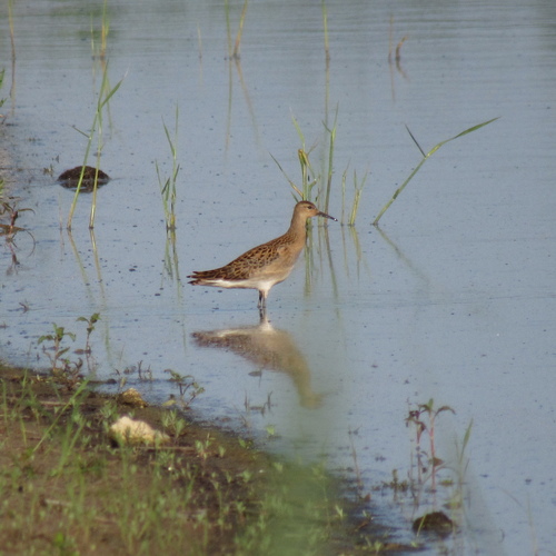 iNaturalist image