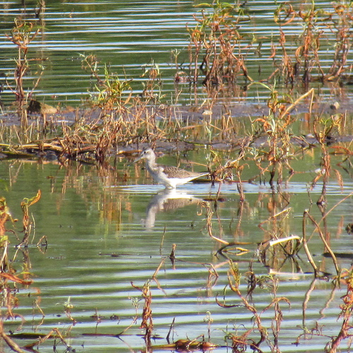 iNaturalist image