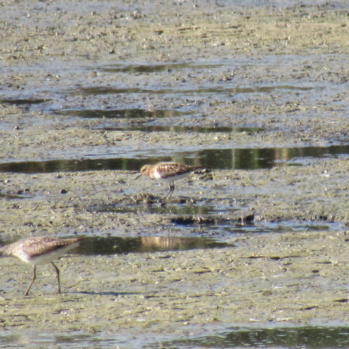 iNaturalist image