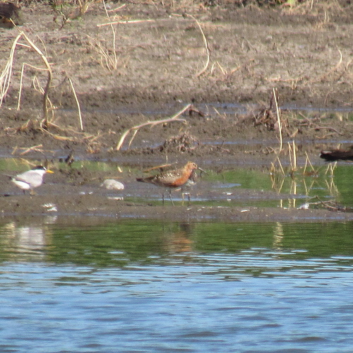 iNaturalist image