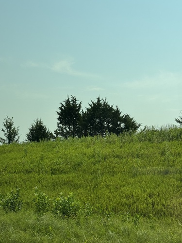 eastern redcedar