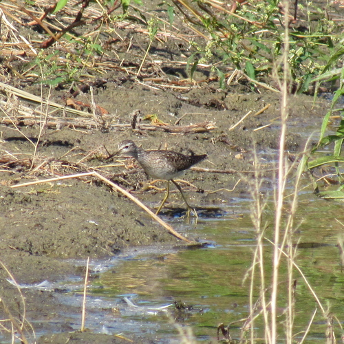 iNaturalist image