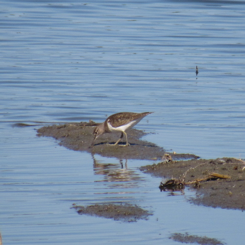 iNaturalist: (c) RomanTsynda, some rights reserved (CC BY-NC), uploaded by RomanTsynda iNaturalist image