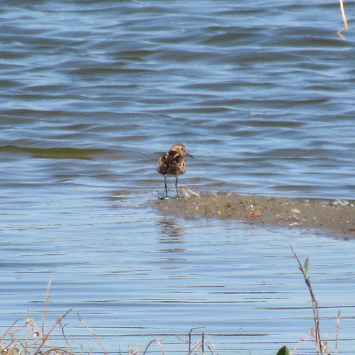 iNaturalist image