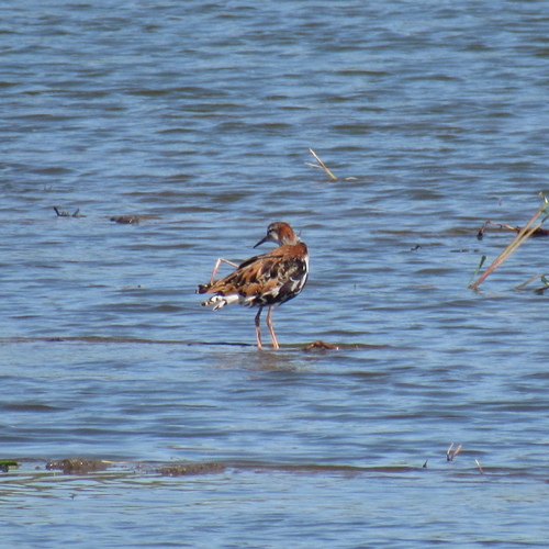 iNaturalist image