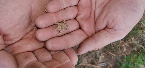 Texas Horned Lizard
