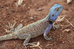 Acanthocercus branchi