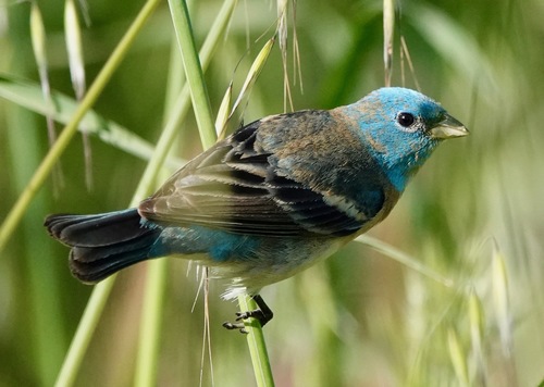 Lazuli Bunting