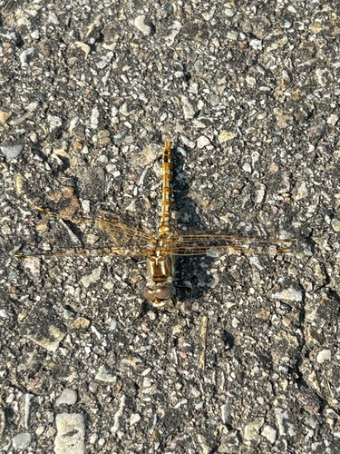 Variegated Meadowhawk