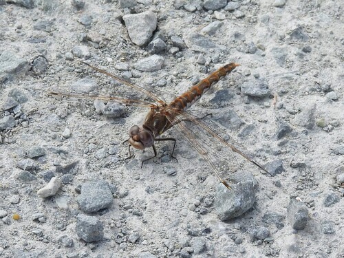 Variegated Meadowhawk