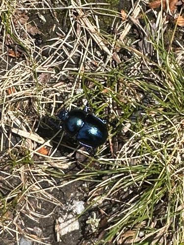 Springtime Dung Beetle