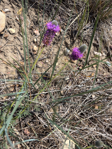 purple prairie clover