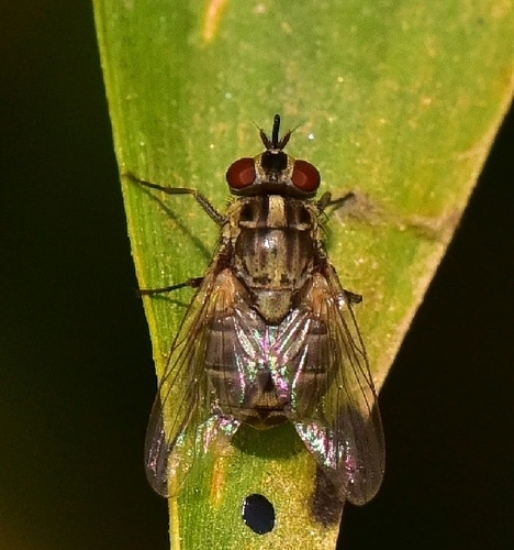 Stable Fly