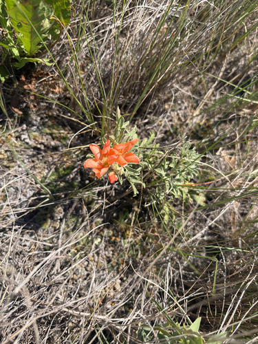 Scarlet Globemallow
