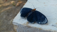 Calodesma maculifrons