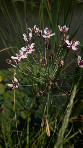 Flowering-rush
