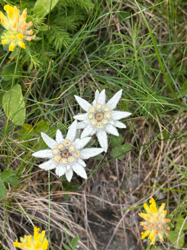 Alpine Edelweiss