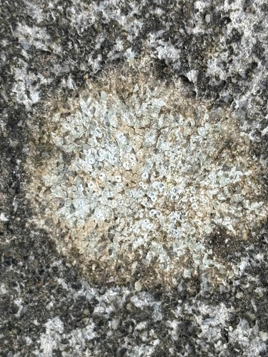 Chiseled Sunken Disk Lichen