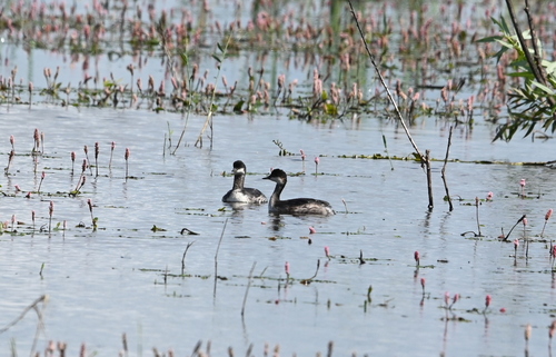 iNaturalist image