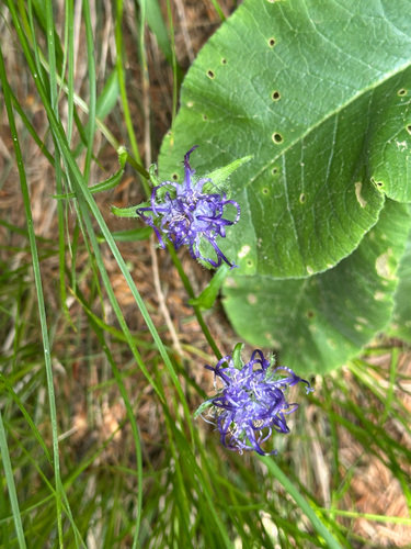 Round-headed Rampion